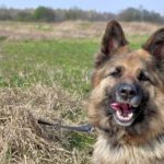bad breath in dogs doggie breath